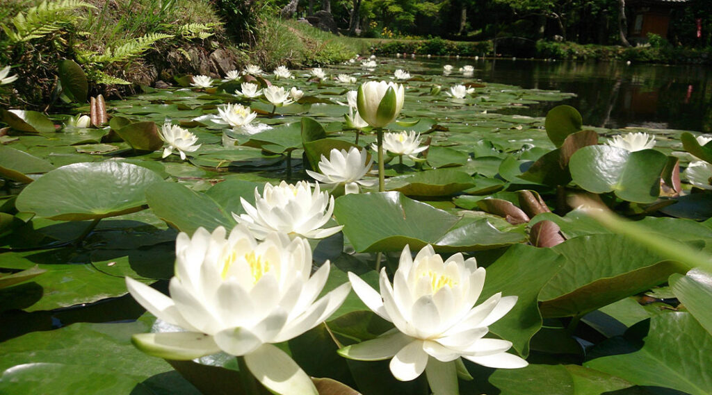四季折々の風情を魅せる弘法大師ゆかりのお寺3