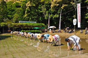 猿田彦神社の御田祭