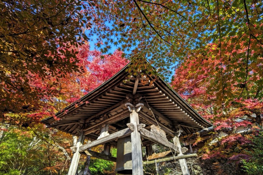 赤く染まった紅葉を楽しむ天開山泰運寺1