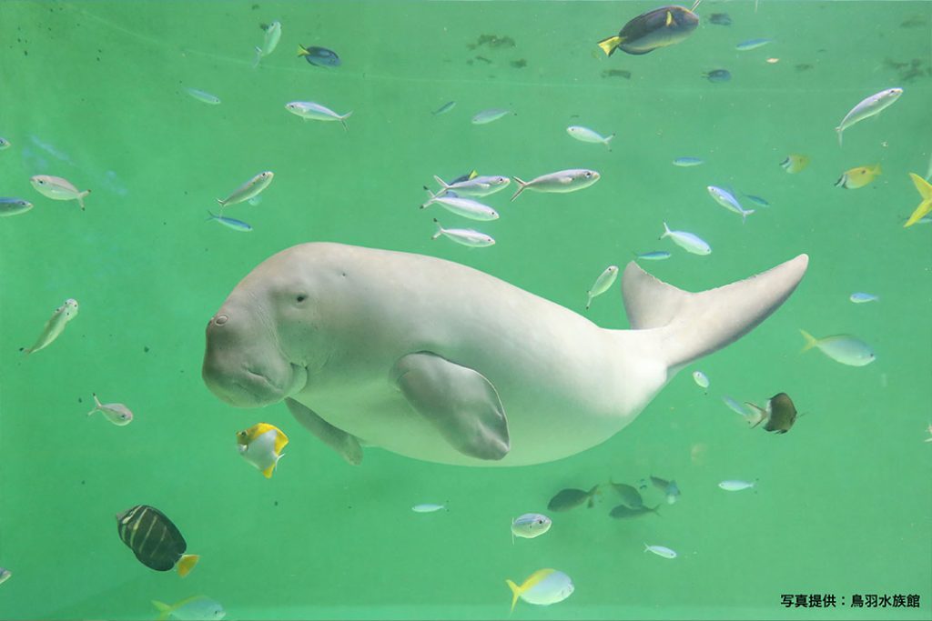 ジュゴンやラッコに会える大人気の水族館_鳥羽水族館2