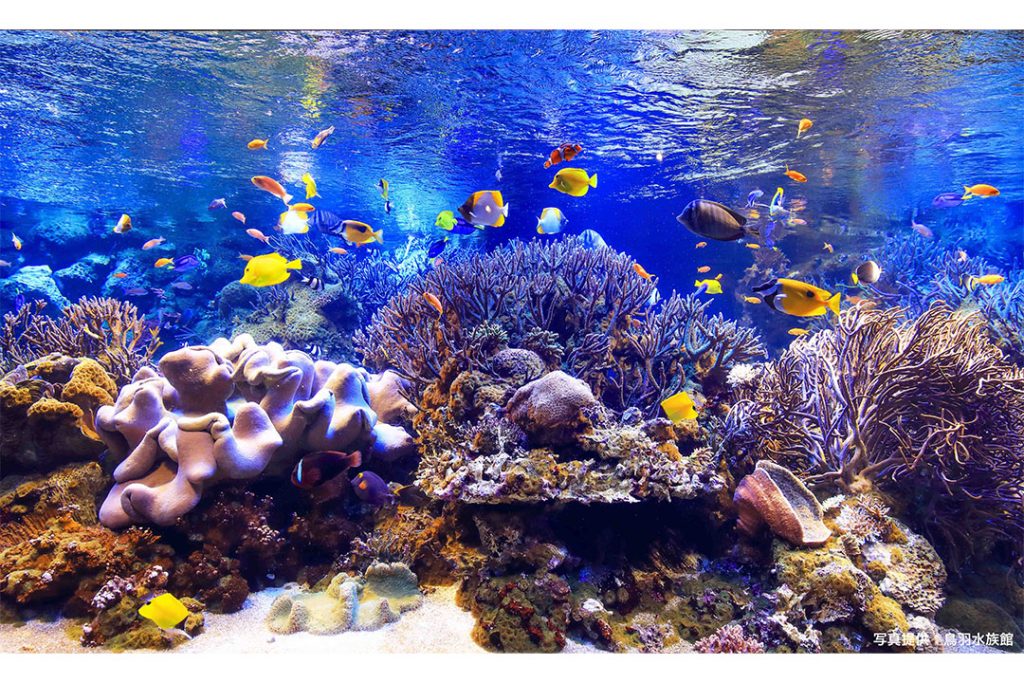 ジュゴンやラッコに会える大人気の水族館_鳥羽水族館3