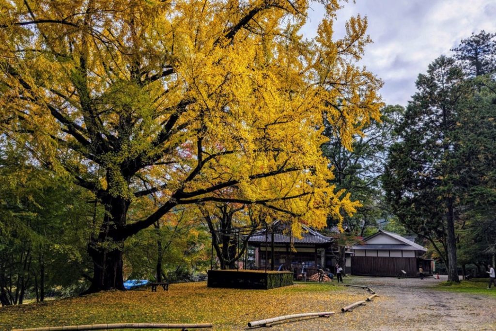 歴史ある名庭園で紅葉狩り北畠氏館跡庭園2
