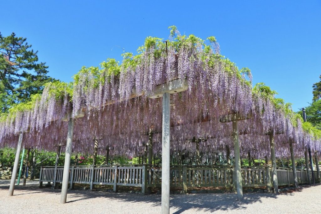 松阪の歴史を物語る迫力たっぷりの石垣_松坂城跡（松阪公園）4