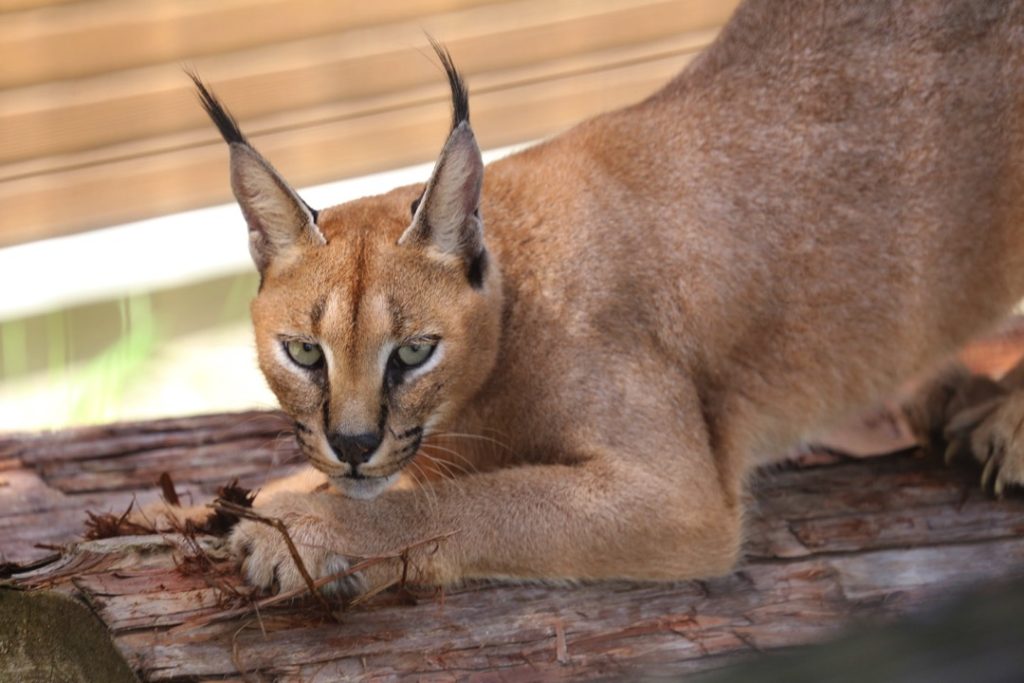 地元に愛される動物園がリニューアル！ごかつら池どうぶつパーク3