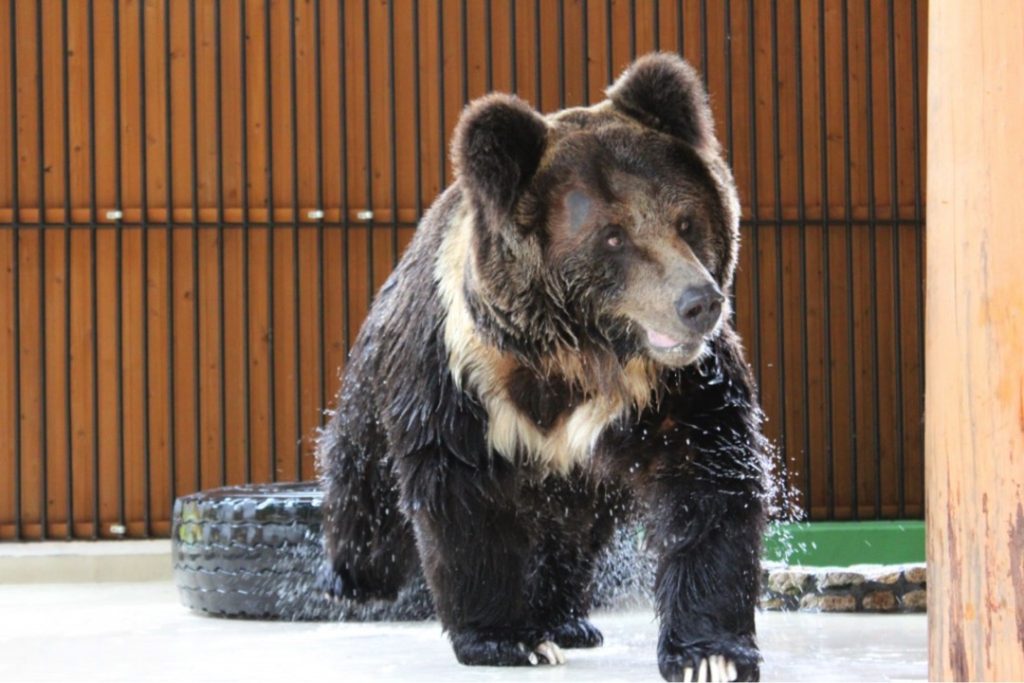 保護動物に居場所を！ 愛にあふれた私設動物園大内山動物園2