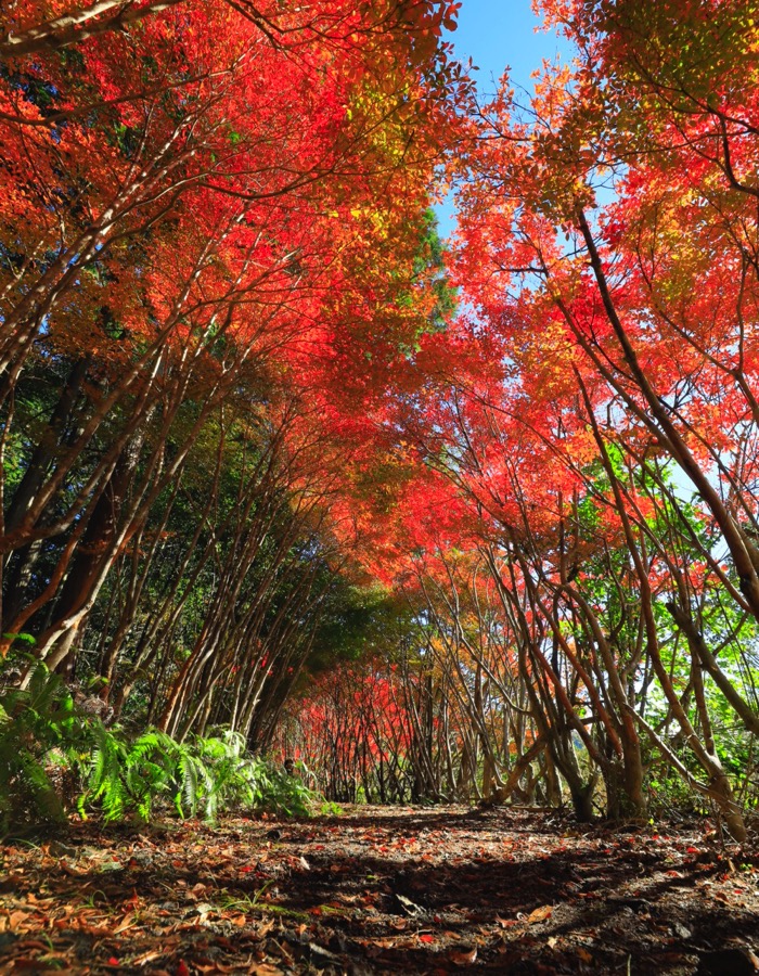 物語の世界に迷い込んだような空間_トトロの森（丸山公園のドウダンツツジ）3