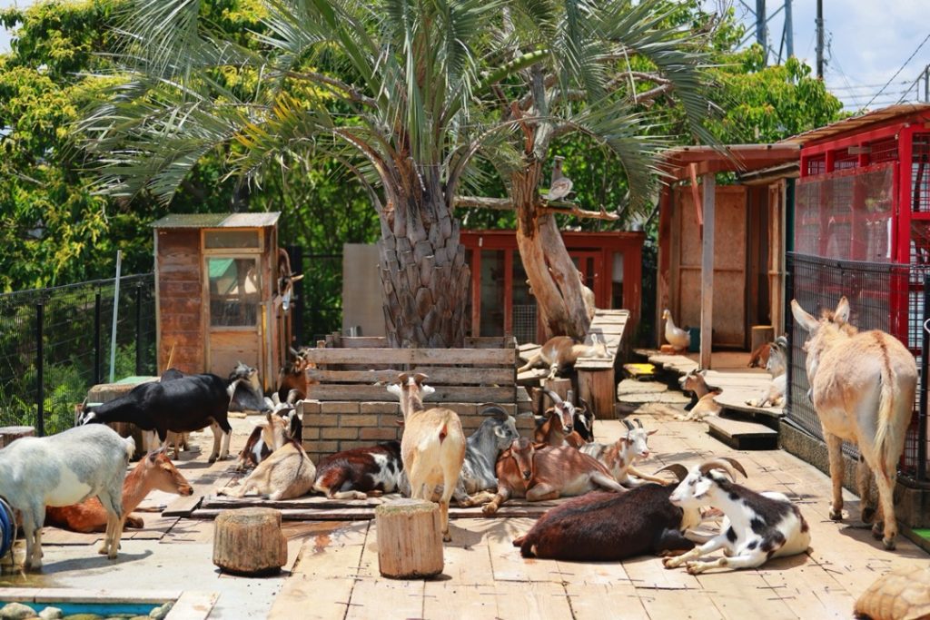 入園無料！ ふれあいがいっぱいの動物園タケガワふれあい動物園2