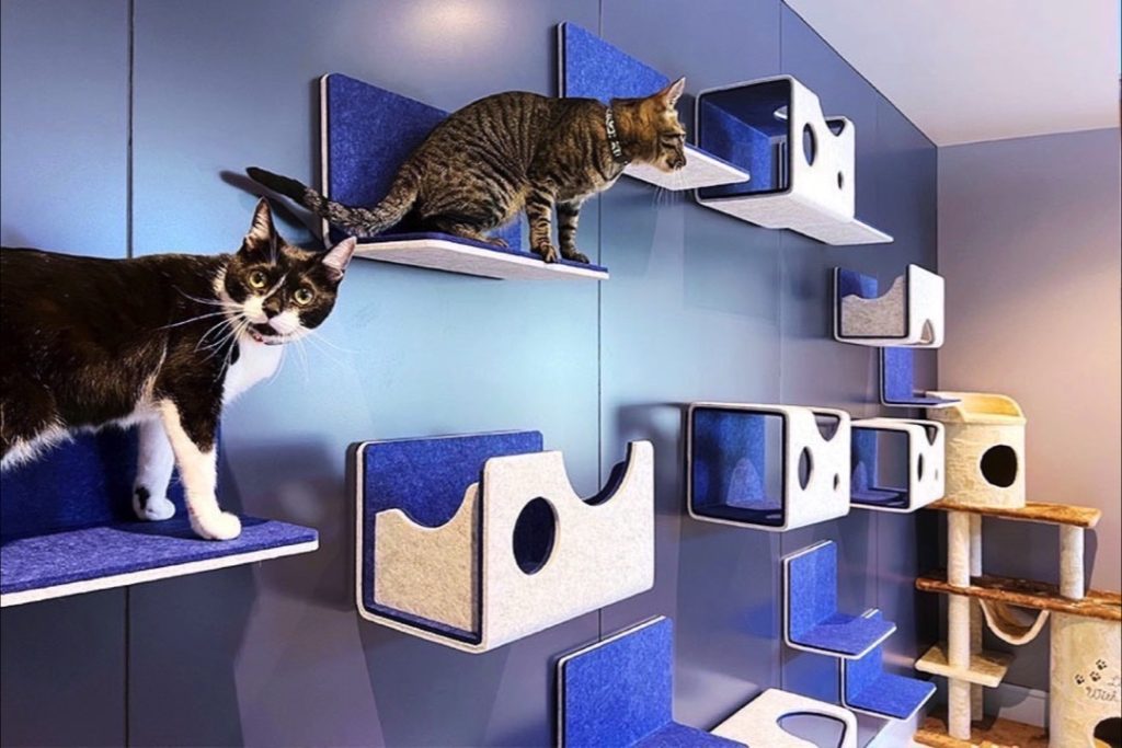 人と動物がつながり、笑顔が生まれる場所ani TERRACE2