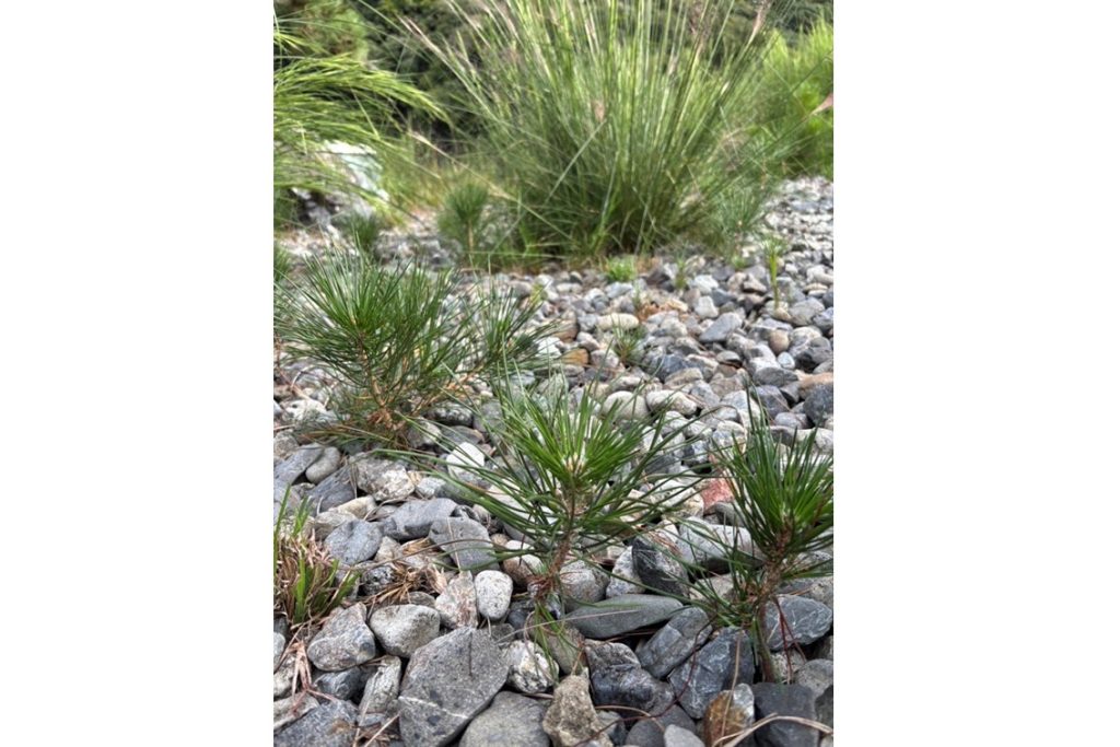 黒松レスキューの会